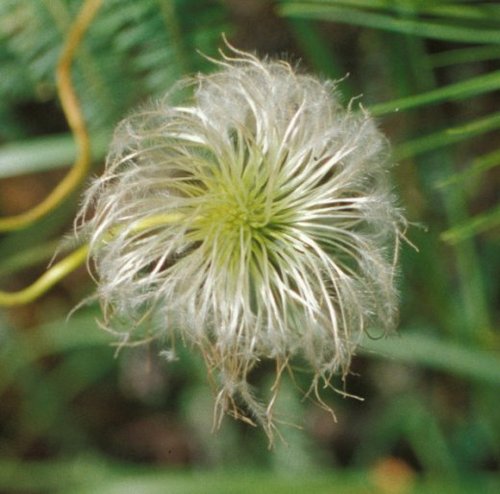 Clematis mauritiana